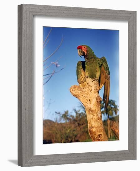 Military Macaw-Eliot Elisofon-Framed Photographic Print