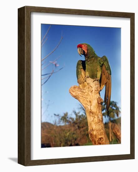 Military Macaw-Eliot Elisofon-Framed Photographic Print