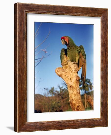 Military Macaw-Eliot Elisofon-Framed Photographic Print