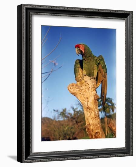 Military Macaw-Eliot Elisofon-Framed Photographic Print