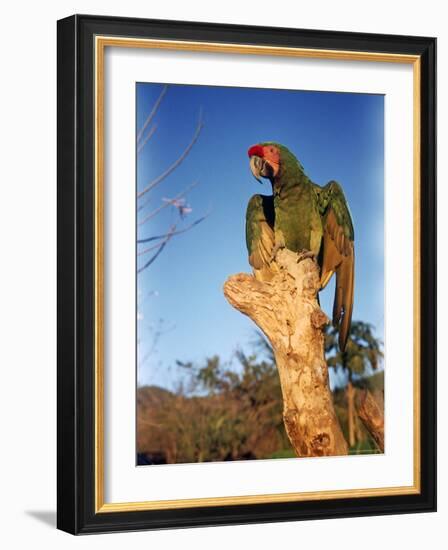 Military Macaw-Eliot Elisofon-Framed Photographic Print