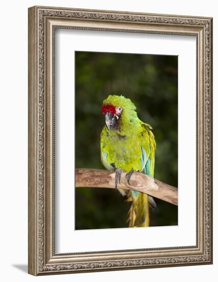 Military Macaw-Lynn M^ Stone-Framed Photographic Print