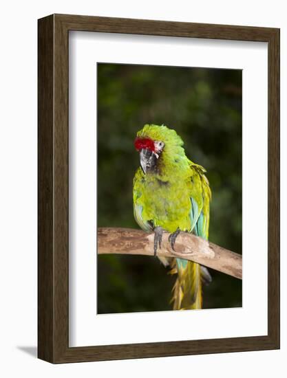 Military Macaw-Lynn M^ Stone-Framed Photographic Print