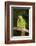 Military Macaw-Lynn M^ Stone-Framed Photographic Print