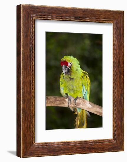 Military Macaw-Lynn M^ Stone-Framed Photographic Print