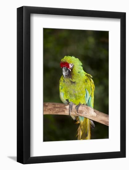 Military Macaw-Lynn M^ Stone-Framed Photographic Print