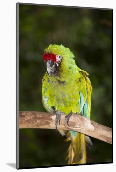 Military Macaw-Lynn M^ Stone-Mounted Photographic Print