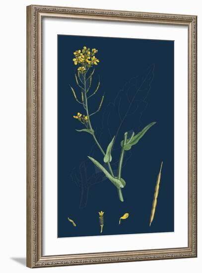 Milium Effusum; Wood Millet-Grass-null-Framed Giclee Print