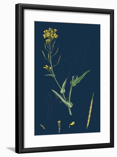 Milium Effusum; Wood Millet-Grass-null-Framed Giclee Print