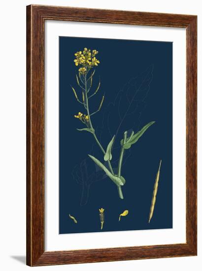 Milium Effusum; Wood Millet-Grass-null-Framed Giclee Print