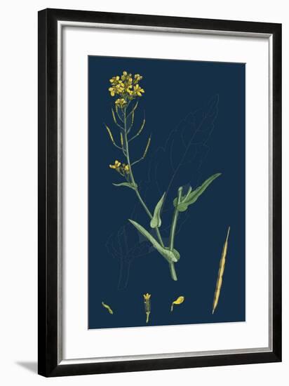 Milium Effusum; Wood Millet-Grass-null-Framed Giclee Print