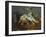 Milk Can and Apples. 1879-80-Paul Cézanne-Framed Giclee Print