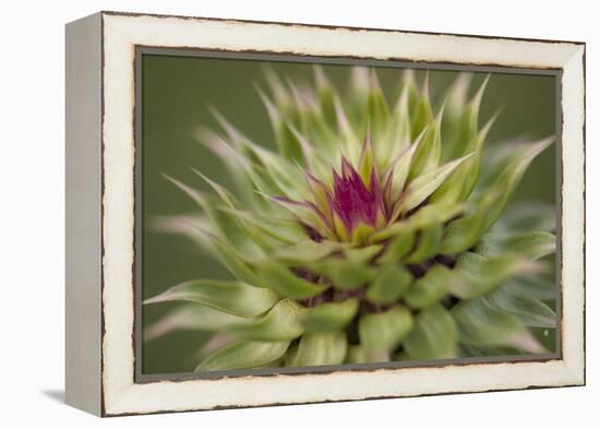 Milk Thistle (Asteraceae Carduus), Kansas, USA-Michael Scheufler-Framed Premier Image Canvas