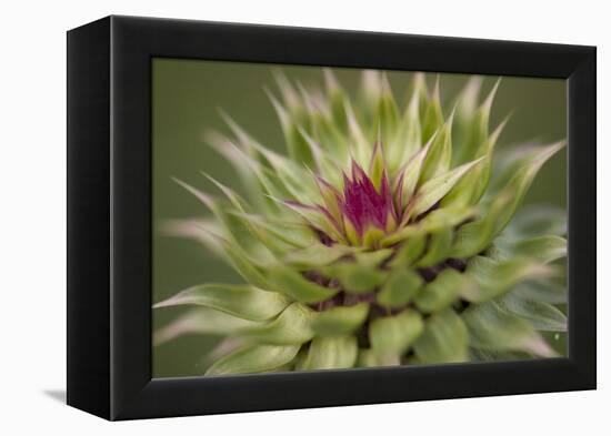 Milk Thistle (Asteraceae Carduus), Kansas, USA-Michael Scheufler-Framed Premier Image Canvas