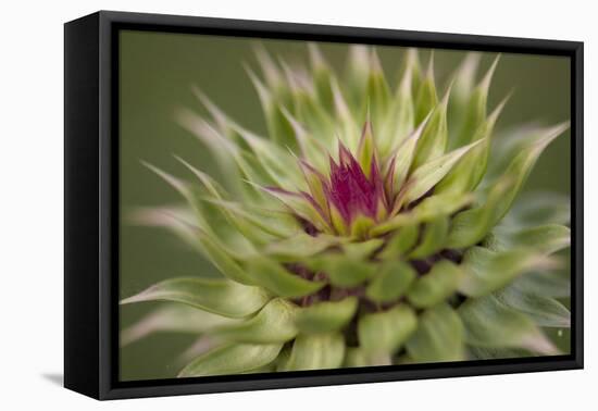 Milk Thistle (Asteraceae Carduus), Kansas, USA-Michael Scheufler-Framed Premier Image Canvas