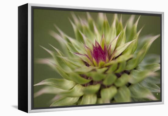 Milk Thistle (Asteraceae Carduus), Kansas, USA-Michael Scheufler-Framed Premier Image Canvas