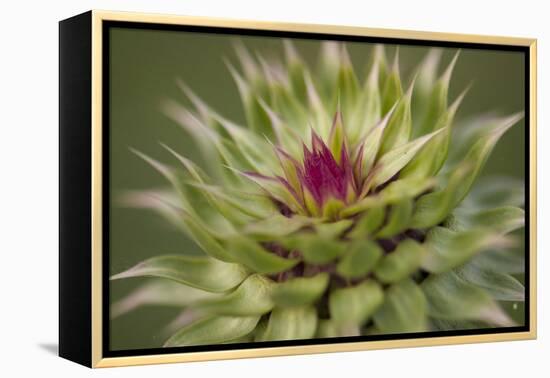 Milk Thistle (Asteraceae Carduus), Kansas, USA-Michael Scheufler-Framed Premier Image Canvas