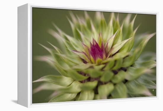 Milk Thistle (Asteraceae Carduus), Kansas, USA-Michael Scheufler-Framed Premier Image Canvas