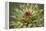 Milk Thistle (Asteraceae Carduus), Kansas, USA-Michael Scheufler-Framed Premier Image Canvas