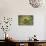 Milk Thistle (Asteraceae Carduus), Kansas, USA-Michael Scheufler-Photographic Print displayed on a wall