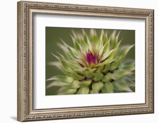 Milk Thistle (Asteraceae Carduus), Kansas, USA-Michael Scheufler-Framed Photographic Print