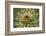 Milk Thistle (Asteraceae Carduus), Kansas, USA-Michael Scheufler-Framed Photographic Print