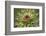 Milk Thistle (Asteraceae Carduus), Kansas, USA-Michael Scheufler-Framed Photographic Print