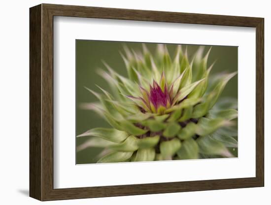 Milk Thistle (Asteraceae Carduus), Kansas, USA-Michael Scheufler-Framed Photographic Print