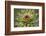 Milk Thistle (Asteraceae Carduus), Kansas, USA-Michael Scheufler-Framed Photographic Print