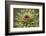 Milk Thistle (Asteraceae Carduus), Kansas, USA-Michael Scheufler-Framed Photographic Print