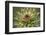 Milk Thistle (Asteraceae Carduus), Kansas, USA-Michael Scheufler-Framed Photographic Print