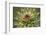 Milk Thistle (Asteraceae Carduus), Kansas, USA-Michael Scheufler-Framed Photographic Print