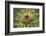 Milk Thistle (Asteraceae Carduus), Kansas, USA-Michael Scheufler-Framed Photographic Print