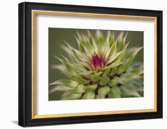 Milk Thistle (Asteraceae Carduus), Kansas, USA-Michael Scheufler-Framed Photographic Print