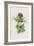 Milk Thistle (Chromolitho)-Frederick Edward Hulme-Framed Giclee Print