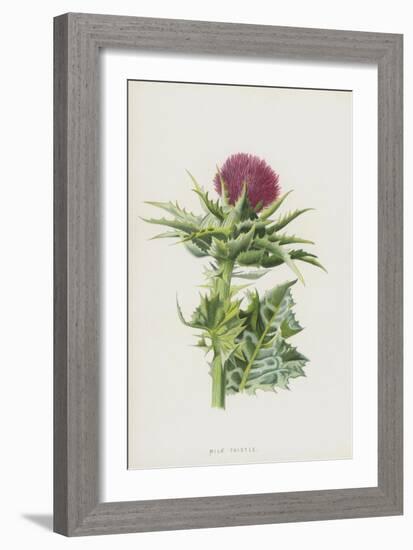 Milk Thistle (Chromolitho)-Frederick Edward Hulme-Framed Giclee Print