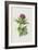 Milk Thistle (Chromolitho)-Frederick Edward Hulme-Framed Giclee Print