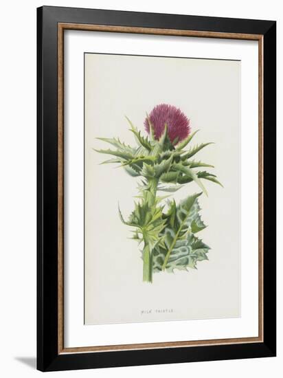 Milk Thistle (Chromolitho)-Frederick Edward Hulme-Framed Giclee Print