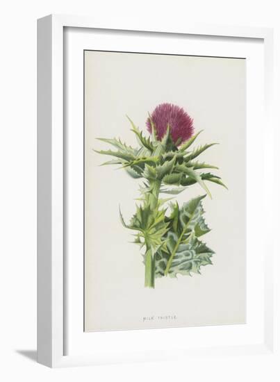 Milk Thistle (Chromolitho)-Frederick Edward Hulme-Framed Giclee Print