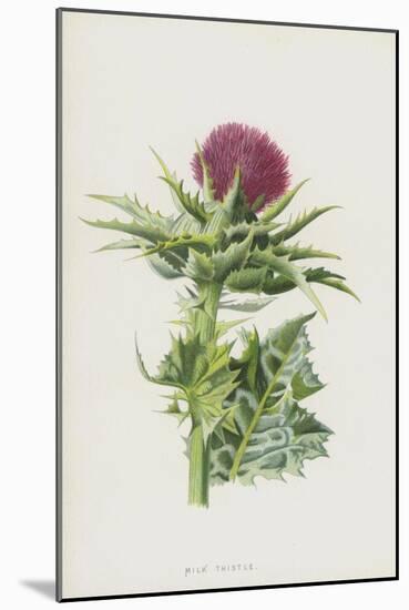 Milk Thistle (Chromolitho)-Frederick Edward Hulme-Mounted Giclee Print