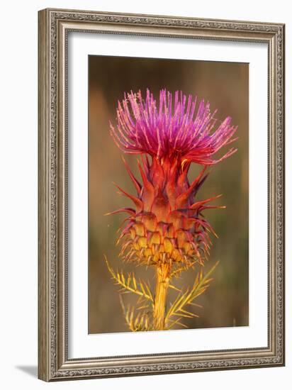 Milk Thistle Flowering-null-Framed Photographic Print