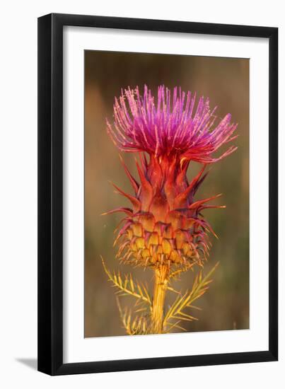 Milk Thistle Flowering-null-Framed Photographic Print