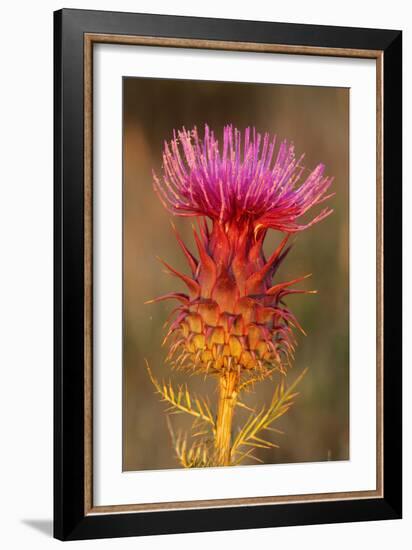 Milk Thistle Flowering-null-Framed Photographic Print