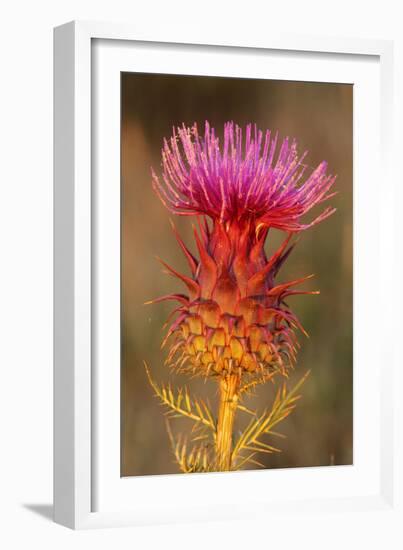 Milk Thistle Flowering-null-Framed Photographic Print