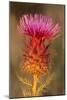 Milk Thistle Flowering-null-Mounted Photographic Print