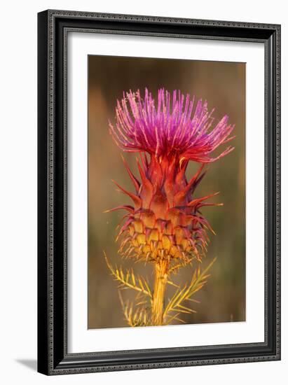 Milk Thistle Flowering-null-Framed Photographic Print