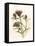 Milk Thistle Study II-Ethan Harper-Framed Stretched Canvas