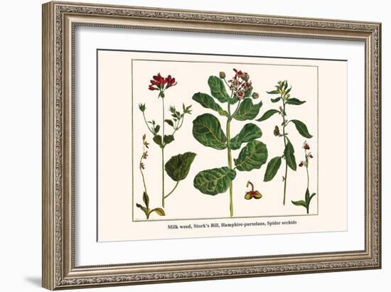 Milk Weed, Stork's Bill, Hamphire-Purselane, Spider Orchids-Albertus Seba-Framed Art Print