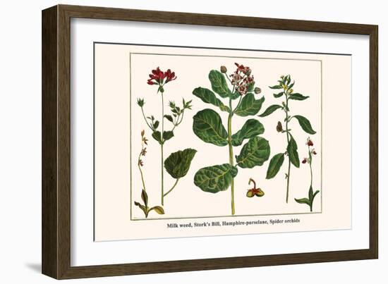 Milk Weed, Stork's Bill, Hamphire-Purselane, Spider Orchids-Albertus Seba-Framed Art Print