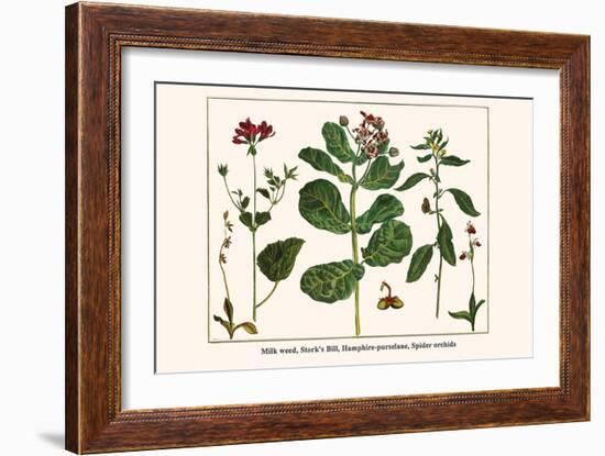 Milk Weed, Stork's Bill, Hamphire-Purselane, Spider Orchids-Albertus Seba-Framed Art Print